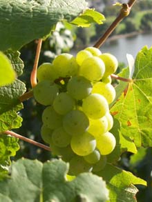 Weinrebe Weinrebe