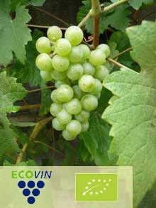 Weinrebe Weinrebe