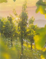 Weinreben beim Weingut Rebenhof in Enkirch an der Mosel